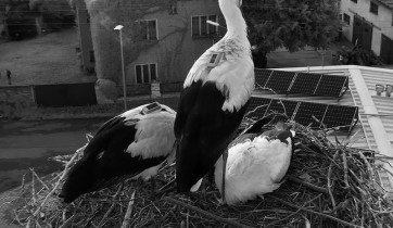 Obraz podglądu z kamery internetowej storks Zywocice